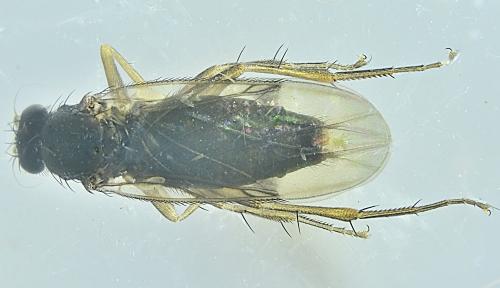 Réf. 354 586 : Spiniphora maculata